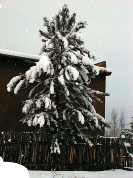 wintersnowboughs
