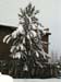treesnow2