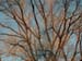 vkytree