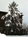 wintersnowboughs