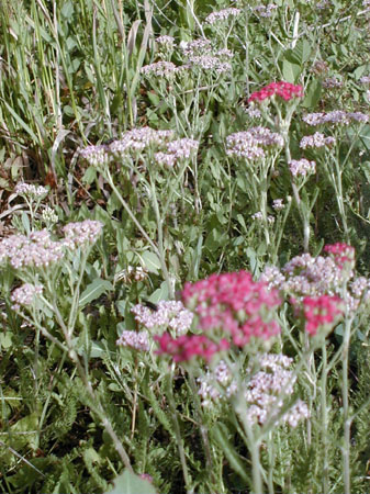 red1yarrow