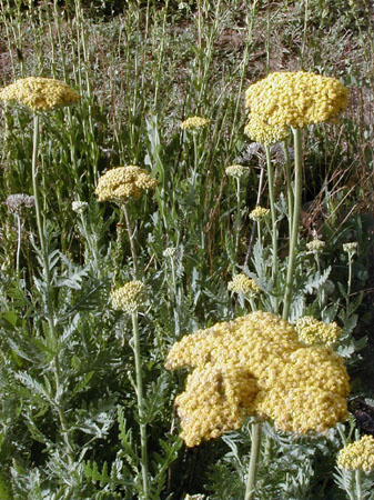 yellowyarrow