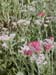 red1yarrow