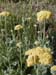 yellowyarrow