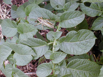 compostgrasshopper