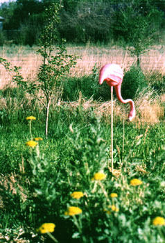 flamingo