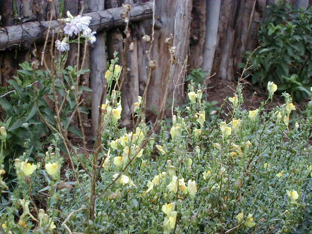 gatewayflower