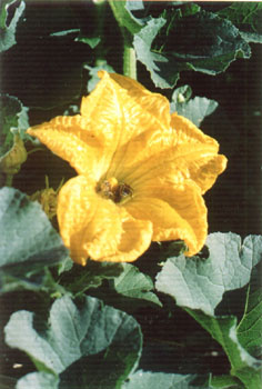 squash1