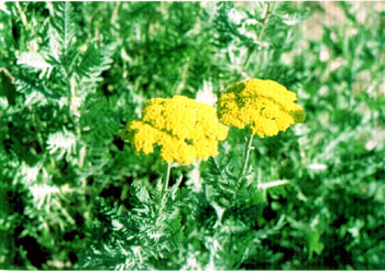yarrow