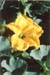squash1