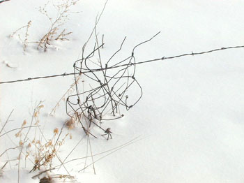 jansnowtngle