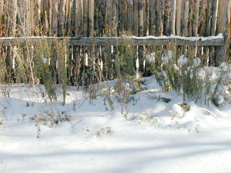 fenceline