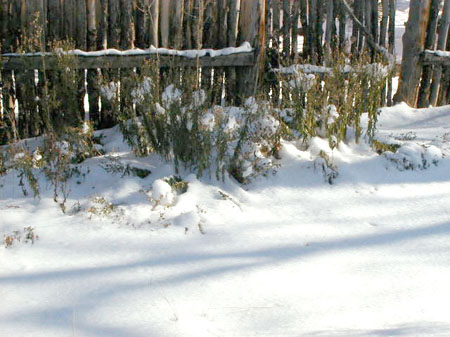 fenceline2
