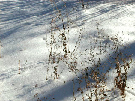 shadows2
