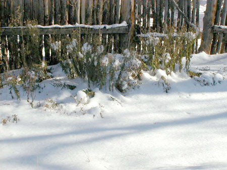 snowgreen