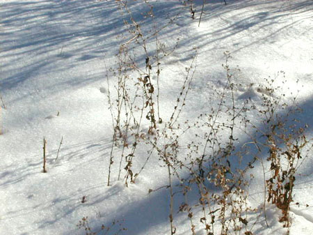 snowshadows