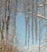 icecicles
