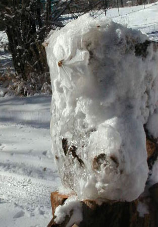 frozen