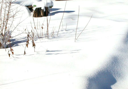 snowshadows