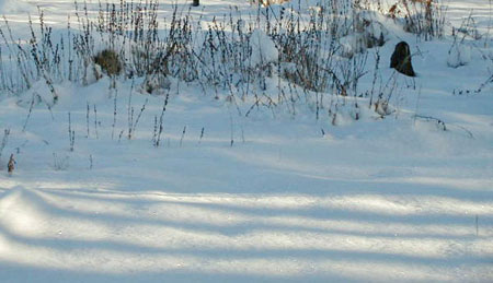 snowshadows5