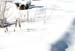 snowshadows