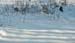snowshadows5
