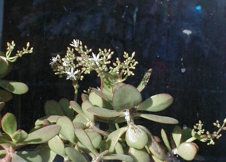 jade
