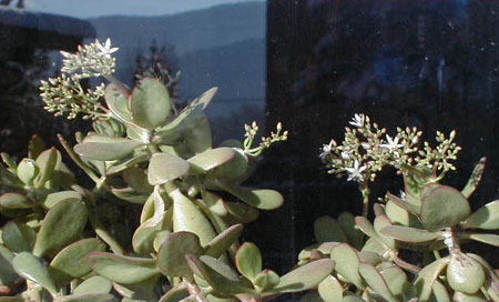 jade1