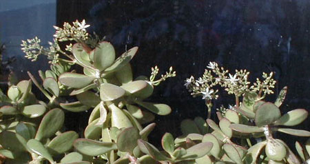jade2