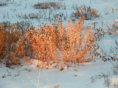 sunsetgrasses
