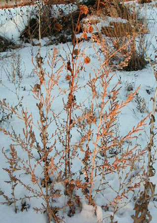 sunsetgrasses1