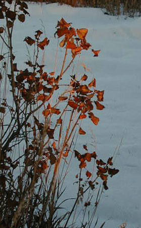 sunsetgrasses5