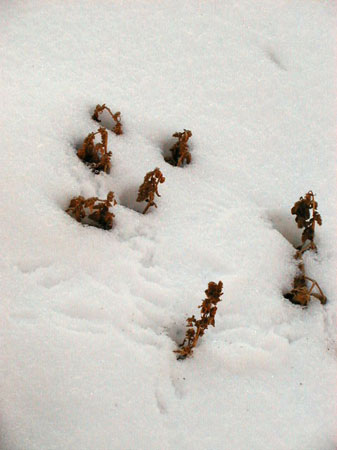 winterbirdfood