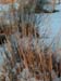 sunsetgrasses3