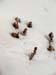 winterbirdfood